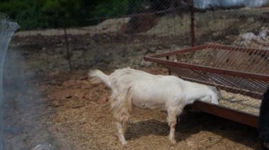 Beyaz bir keçi, kırsal ve büyüleyici bir geçmişe sahip, pitoresk bir çiftlik ortamında bir yalaktan besleniyor.
