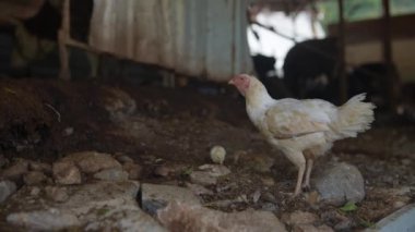 Tuhaf ve kırsal bir ahırda, genç bir tavuk birçok doğal elementle çevriliyken hevesle yiyecek arar.