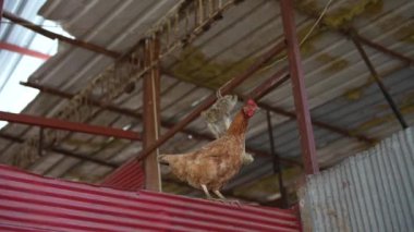 Büyüleyici metal çatısı ve sağlam ahşap kirişleriyle karakterize edilmiş kırsal bir çiftlik ortamını keşfeden meraklı bir tavuk.