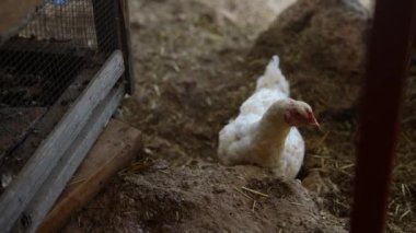 Yumuşak, altın pipetle çevrili, kırsal, antika bir çiftlik bahçesinde gezinen büyüleyici beyaz bir tavuk.