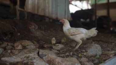 Yalnız bir tavuk taşlarla ve toprakla dolu kırsal ve büyüleyici bir çevrede tuhaf bir şekilde geziniyor.