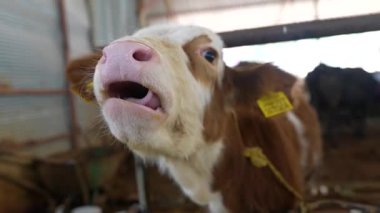 Meraklı ve oyuncu bir yavrunun yakın plan bir çiftlik ortamında gezintiye çıkması.