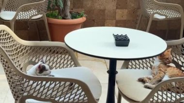 Kafe sandalyelerinde uzanan iki sevimli kedi samimi bir ortamda şakacı doğalarını sergiliyorlar.