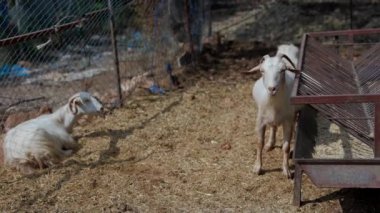Büyüleyici bir çiftlikte, biri dinlenirken diğeri etrafı keşfederken iki keçi vardır.