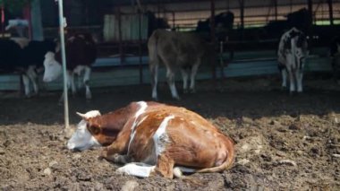 Etrafı otlayan ineklerle çevrili bir çiftlik ortamında huzur içinde dinlenen dingin bir süt ineği.