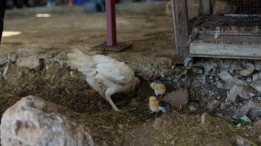 Tavuklar canlı bir çiftlik ortamında birlikte yaşarken doğal davranışlarını serbestçe sürdürüyorlar.