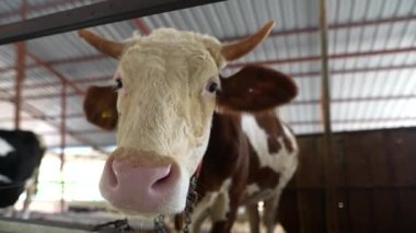 Meraklı bir süt ineği, ahır ortamının sıcak ve kırsal zeminine karşı kameraya dikkatle bakar.