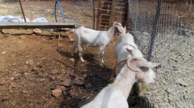 Çiftlikteki hayatın büyüleyici cazibesini keşfedin. Bu üç keçiyi kırsal kesimde barındırın.