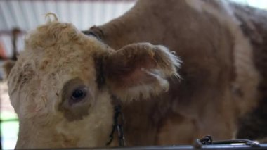 Sıcak bir çiftlik ortamında ilginç çevrelerine bakan bir buzağının yakın plan görüntüsü.