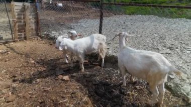 Huzurlu ve huzurlu bir sahnede, üç sevimli beyaz keçi çitlerle çevrili bir alanda otluyorlar.