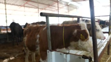 Temiz bir süt çiftliğinde otlayan ineklerin huzurlu manzarası, düzgün hayvancılık uygulamalarını vurguluyor.