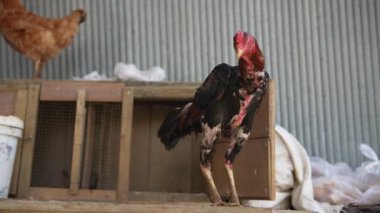 Çarpıcı derecede renkli bir horoz, bir tavuk ve çeşitli çiftlik elementleriyle çevrili, kırsal bir ahırda gururla poz verir.