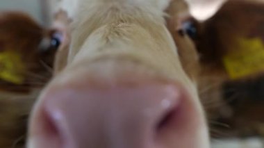 Canlı bir çiftlik ortamında rengarenk kulaklıklarını gösteren tapılası bir yavrunun çekici ve yakından görüntüsü.