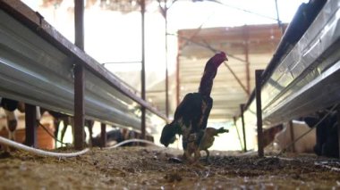 Tavuklar parlak ve canlı bir çiftlik ortamında mutlu mesut dolaşırlar.