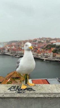 Bir martı gururla durur Portos nehrinin çarpıcı zeminine ve parlak, renkli evlerine karşı poz verir.