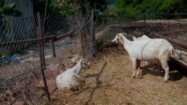 İki tüylü beyaz keçi, yemyeşil doğal elementlerle çevrili büyüleyici bir kır çiftliğinde birlikte oynuyorlar.