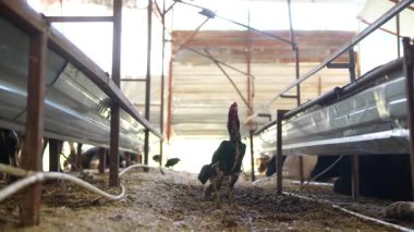 Tavuklar modern kümes hayvanları çiftliğinde rahatça dolaşabiliyorlar. Yerleşim alanları ve yerleşim alanları iyi tasarlanmış.