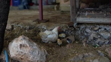 Serbestçe dolaşan bir tavuğun kayaların etrafında gezindiği görülebilir. Resimli kırsal bir ortamda, çiftlik yaşamını ön plana çıkarıyor.