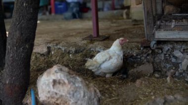 Kırsal bir ortamda mutlu mesut yemek arayan beyaz bir tavuk, çiftlik hayatının büyüleyici özünü somutlaştırıyor.