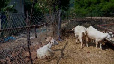 Güneşli bir çiftlikte, kırsal hayatın ve güzelliğin özünü gözler önüne seren neşeli keçi sürüsü.
