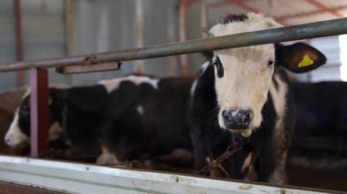 İnekler bir ahırda huzur içinde dinleniyor. Süt ürünlerinin ve çiftlik hayvanlarının idaresinin önemini vurguluyorlar.