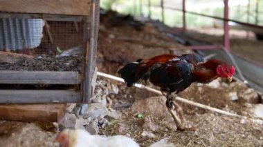 Meraklı bir tavuk büyüleyici bir kümesten dışarı bakar ve doğal çiftlik hayatının güzelliğini gözler önüne serer.