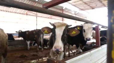 Modern hayvancılık uygulamalarını vurgulayarak, temiz, iyi korunmuş bir mandıra ahırındaki ineklerin resimsel bir görüntüsü