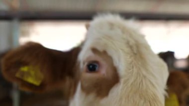 İşte meraklı bir ineğin yüzü, neşeli kişiliğini ve çiftlik atmosferini güzelce yansıtıyor.