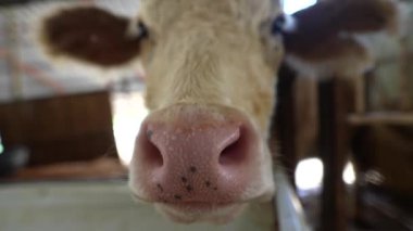 Bir ineğin hoş bir yakın çekimi, kırsal bir çiftlik ortamında kendine özgü özelliklerini güzel bir şekilde gösteriyor.