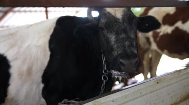 Çarpıcı bir siyah beyaz inek, rahat bir ahırda duruyor, çiftlik hayvanlarını parlaklaştırıyor.