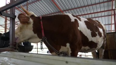 Ahırda kahverengi ve beyaz bir ineğe yakın çekim, özelliklerini ve çevresini vurguluyor.