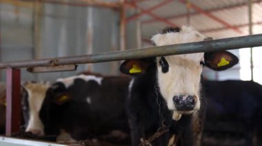 Çiftlik ortamında eşsiz özelliklerini sergileyen bir inek, tarımsal yaşamı sembolize ediyor.