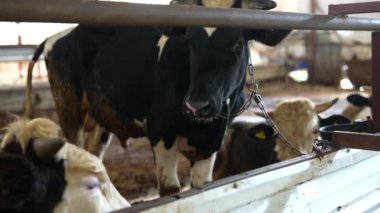 Büyük bir ahırda, inekler birbirleriyle etkileşime girer, kırsal tarım ve çiftlik hayvanlarını uyumlu bir şekilde yönetirler.