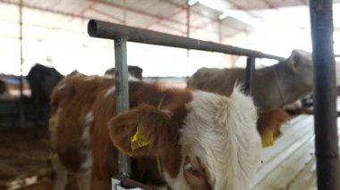 Ahırda tapılası buzağıların yakınlaşması benzersiz işaretlerini ve günlük çiftlik yaşamını gözler önüne seriyor.