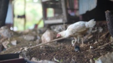 Tavuklar, doğal çevrenin kırsal cazibesini ve sükunetini ön plana çıkaran pitoresk bir çiftliği keşfediyorlar.