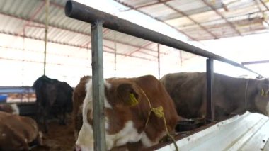 Çağdaş bir kapalı çiftlik ortamında sakince otlayan inekleri tasvir eden sakin ve huzurlu bir manzara.