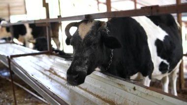 Bu resim bir Holstein ineğinin ahırdaki görüntüsünü gösteriyor, özelliklerini ve çiftlik ortamını vurguluyor.