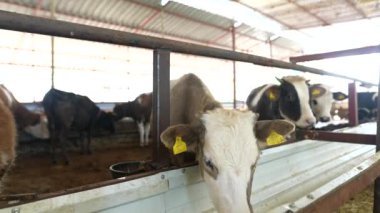 İnekler bir ahırda ikamet ediyor, çağdaş ve modernize edilmiş bir mandıra çiftliği ortamı ve kurulumu vurguluyorlar.