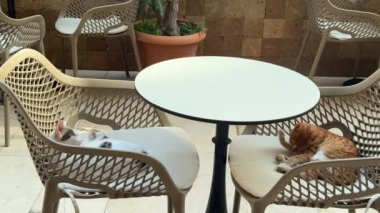 İki sevimli köpek kafeterya sandalyelerinde rahat bir şekilde uzanıp şık bir ortamda huzurlu bir anın tadını çıkarıyorlar.