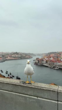 Bir martı bir çıkıntıya konar, akan bir nehrin ve canlı bir şehrin ufuk çizgisinin çarpıcı manzarasının tadını çıkarır.