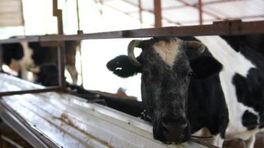 Çekici bir ahırda, dost canlısı bir ineğin yakın çekimi kırsal yaşamı ve süt ürünleri üretiminin karmaşıklığını yakalıyor.