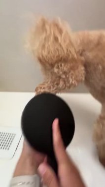 Bir kaniş, şık bir görünüm ve his elde etmek için saç kurutma makinesi ve fırça kullanıyor.