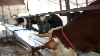 İnekler güvenli bir şekilde bir ahıra bağlanmış, önemli süt ürünleri ve hayvan bakımı uygulamalarını resmediyorlar.