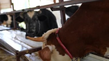 Çiftlik hayatını yansıtan, arka planda diğer ineklerle birlikte, bir ahırın içinde kahverengi bir ineğin yakın görüntüsü.