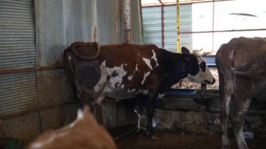 Çiftlik yaşamını ön plana çıkaran ve beslenen ineklerin kırsal bir ahırda doğal davranışlarını anlatan sakin bir sahne.