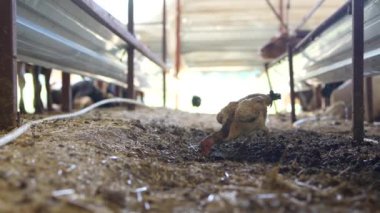 Serseri bir tavuk, çeşitli çiftlik hayvanlarıyla dolu büyük bir ahırın içinde yerde yiyecek arıyor.