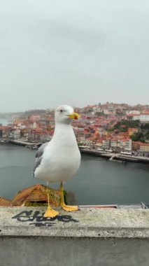 Meraklı ve şakacı bir martı, çarpıcı bir deniz manzarasının arka planında zarifçe poz verir.