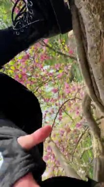 Doğanın ihtişamının ortasında canlı açan manolya çiçeklerinin olduğu güzel, sakin bir manzara.