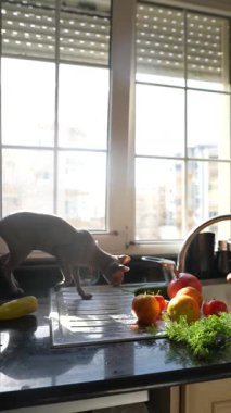 Taze sebzeler, renkli meyveler ve gün ışığının tadını çıkaran neşeli bir kediyle dolu parlak bir mutfak.