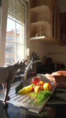 Taze ürünlerle dolu parlak ve güneşli bir mutfak, eğlenceli bir evcil hayvan, hepsi de aşçılık yaratıcılığına ilham veriyor.